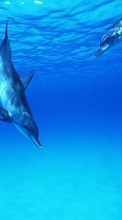 Descargar la imagen Delfines,Animales para celular gratis.