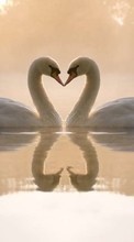 Descargar la imagen Animales,Birds,Agua,Corazones,Cisnes,Amor,Día de San Valentín para celular gratis.