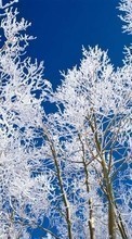 Descargar la imagen Invierno,Árboles,Cielo,Nieve,Paisaje para celular gratis.