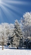 Descargar la imagen Árboles,Paisaje,Naturaleza,Nieve,Invierno para celular gratis.