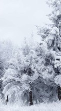 Árboles,Paisaje,Nieve para LG G2