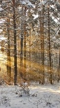 Descargar la imagen Paisaje,Invierno,Árboles,Sol,Nieve para celular gratis.