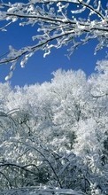 Descargar la imagen Paisaje,Invierno,Árboles,Nieve para celular gratis.