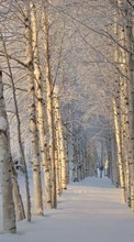 Descargar la imagen Paisaje,Invierno,Árboles,Nieve para celular gratis.