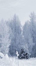 Paisaje,Invierno,Árboles,Nieve para HTC Explorer