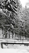 Descargar la imagen 240x320 Paisaje,Invierno,Árboles,Nieve para celular gratis.