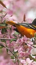 Descargar la imagen Animales,Plantas,Birds para celular gratis.