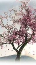 Descargar la imagen Árboles,Plantas,Sakura para celular gratis.