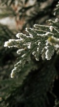Descargar la imagen Invierno,Árboles,Plantas para celular gratis.