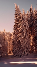 Descargar la imagen Árboles, Nieve, Invierno, Naturaleza para celular gratis.