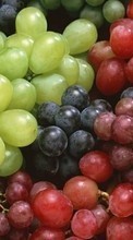 Frutas,Comida,Fondo,Uvas para Samsung Google Nexus S