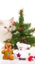 Descargar la imagen Vacaciones,Animales,Gatos,Año Nuevo,Juguetes,Abetos,Navidad para celular gratis.