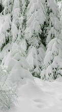 Paisaje,Invierno,Nieve,Abetos para Acer Liquid E1