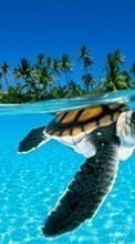 Descargar la imagen Animales,Tortugas,Mar,Playa,Palms para celular gratis.
