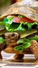 Descargar la imagen Tortugas,Animales para celular gratis.