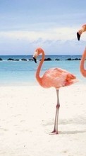 Descargar la imagen Animales,Birds,Cielo,Mar,Playa,Flamenco para celular gratis.