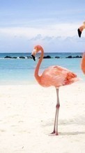 Descargar la imagen Animales,Birds,Mar,Playa,Flamenco para celular gratis.