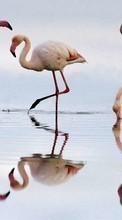 Animales,Birds,Flamenco para Sony Ericsson Xperia Arc S