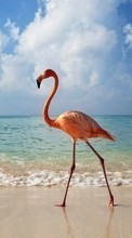 Flamenco,Birds,Animales para Samsung Galaxy Express