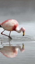 Descargar la imagen Flamenco,Birds,Animales para celular gratis.