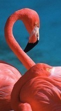 Descargar la imagen 240x400 Animales,Birds,Flamenco para celular gratis.