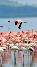 Descargar la imagen 240x320 Animales,Birds,Flamenco para celular gratis.