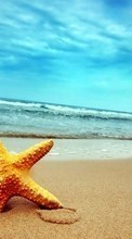 Descargar la imagen Fondo,Mar,Estrella de mar,Playa para celular gratis.
