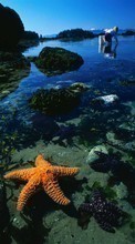 Descargar la imagen 1024x768 Animales,Agua,Fondo,Mar,Estrella de mar para celular gratis.