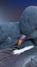Descargar la imagen Palomas,Birds,Animales para celular gratis.