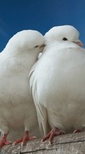 Descargar la imagen Palomas,Birds,Animales para celular gratis.