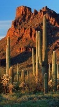 Descargar la imagen Montañas,Cactus,Paisaje para celular gratis.
