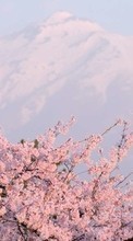Descargar la imagen Montañas,Paisaje,Sakura para celular gratis.