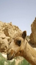 Descargar la imagen Animales,Montañas,Camellos para celular gratis.