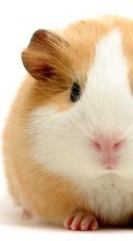 Descargar la imagen Animales,Hamsters,Los roedores para celular gratis.