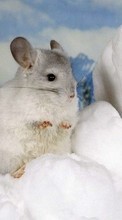 Descargar la imagen 320x480 Animales,Hamsters,Los roedores para celular gratis.