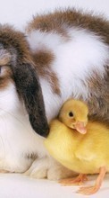 Descargar la imagen 720x1280 Animales,Los roedores,Conejos para celular gratis.
