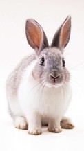 Descargar la imagen Animales,Los roedores,Conejos para celular gratis.
