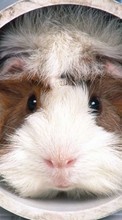 Descargar la imagen Animales,Los roedores,Los conejillos de indias para celular gratis.