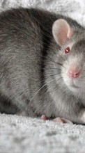Descargar la imagen Animales,Los roedores para celular gratis.
