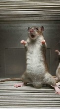 Descargar la imagen Animales,Los roedores para celular gratis.