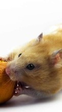 Descargar la imagen Los roedores,Animales para celular gratis.