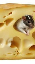 Descargar la imagen Los roedores,Animales para celular gratis.