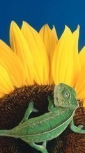 Descargar la imagen 1024x600 Animales,Plantas,Girasoles,Los camaleones para celular gratis.