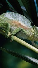 Descargar la imagen Los camaleones,Lagartos,Animales para celular gratis.