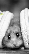 Descargar la imagen Hamsters,Auriculares,Animales para celular gratis.