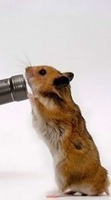 Descargar la imagen Hamsters,Divertido,Animales para celular gratis.