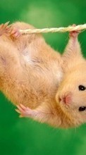 Descargar la imagen Animales,Hamsters para celular gratis.