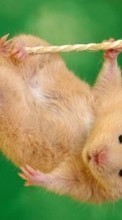Descargar la imagen Hamsters,Animales para celular gratis.