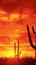 Paisaje,Cactus,Puesta del sol,Cielo,Sol para HTC One E8