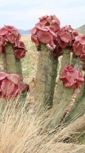Descargar la imagen Cactus,Plantas para celular gratis.